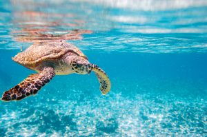 Pronájem Katamaránů na Seychelách
